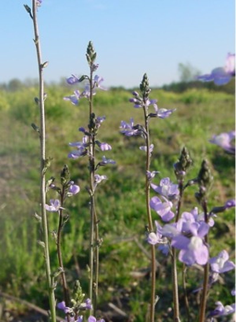 Canada Toadflax