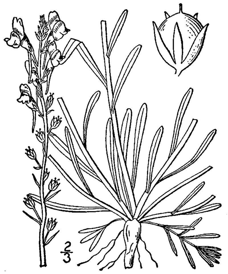 Canada Toadflax photo 6