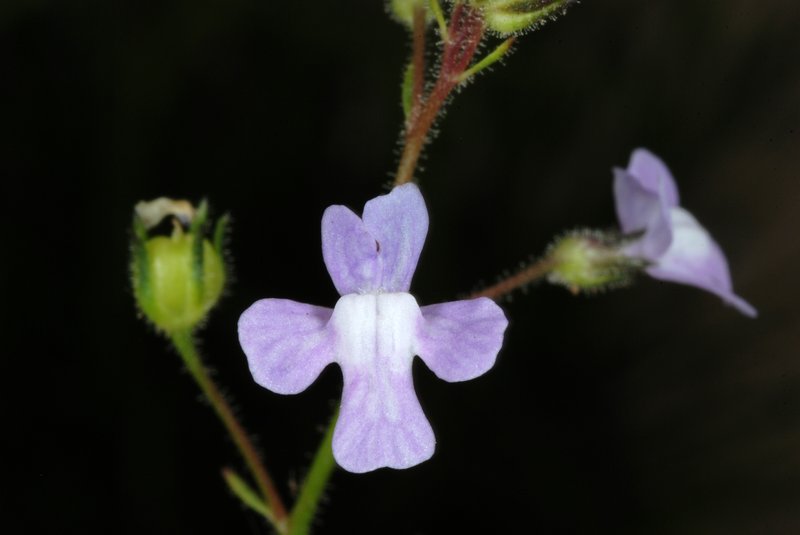 Apalachicola Toadflax photo 2