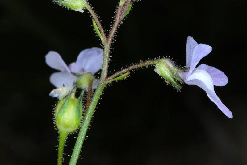 Apalachicola Toadflax photo 3