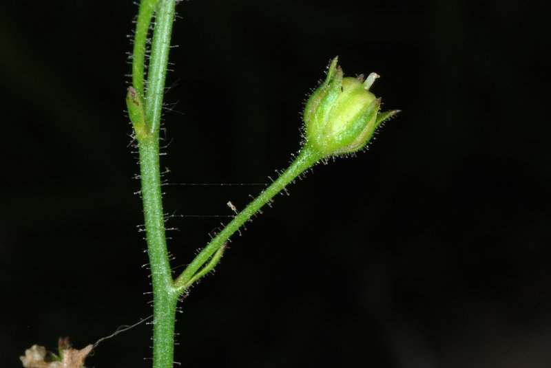 Apalachicola Toadflax photo 4