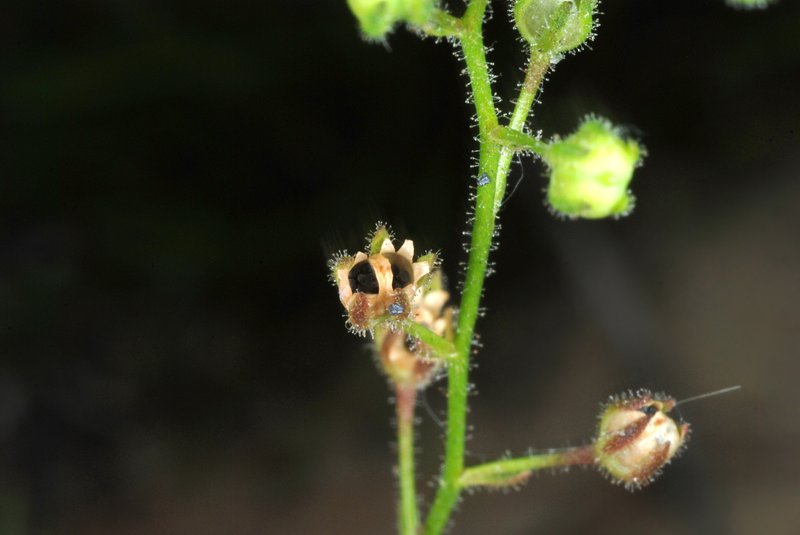 Apalachicola Toadflax photo 5