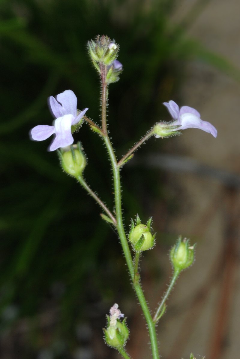 Apalachicola Toadflax photo 6