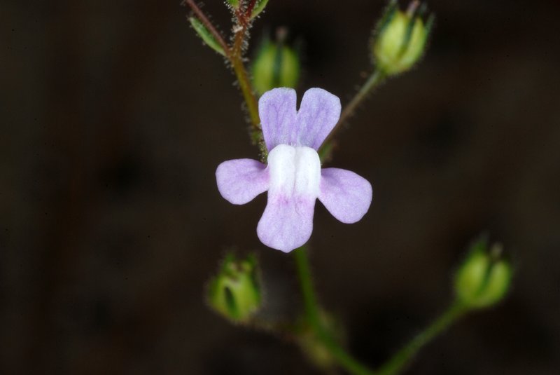 Apalachicola Toadflax photo 7