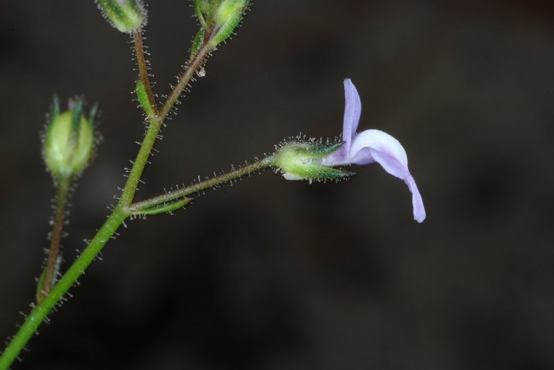 Apalachicola Toadflax photo 8