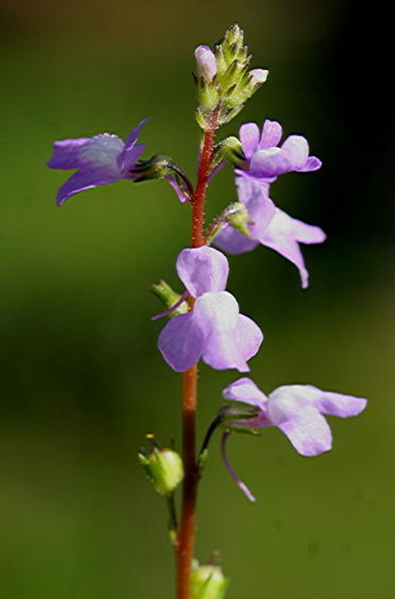 Apalachicola Toadflax