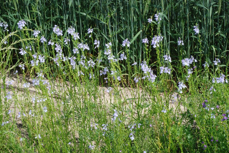 Texas Toadflax photo 2