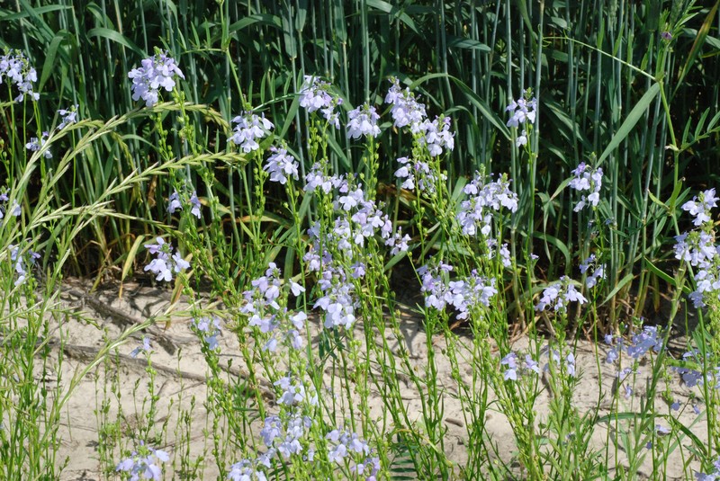 Texas Toadflax photo 3