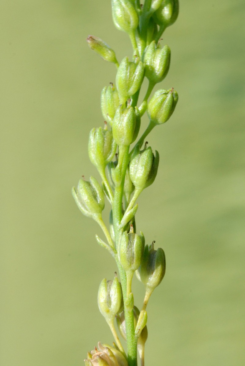 Texas Toadflax photo 4