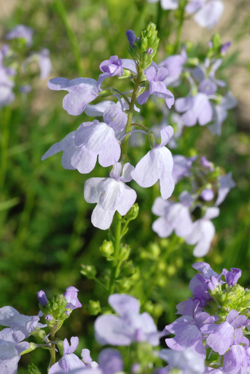 Texas Toadflax photo 5