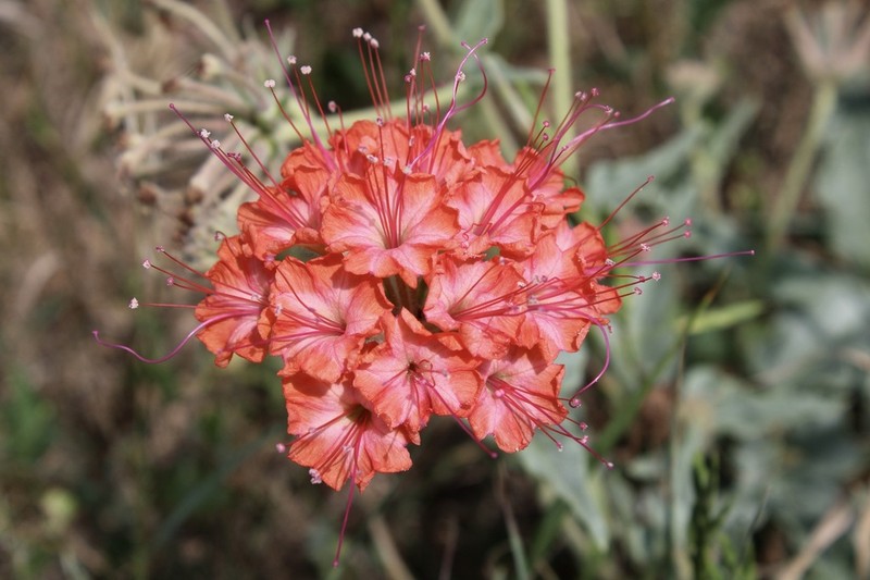 Devil's Bouquet photo 2