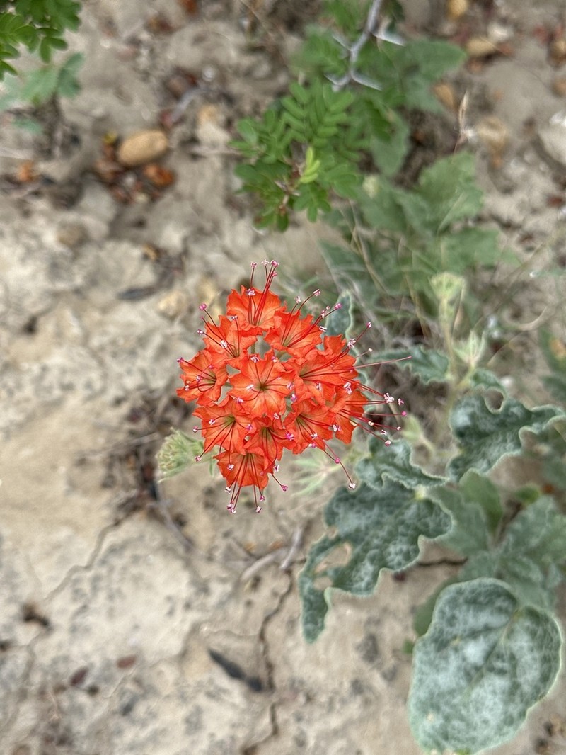 Devil's Bouquet photo 3
