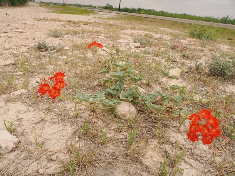 Devil's Bouquet photo 4