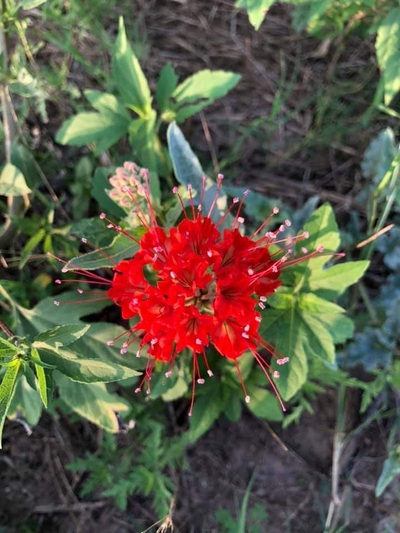 Devil's Bouquet photo 5