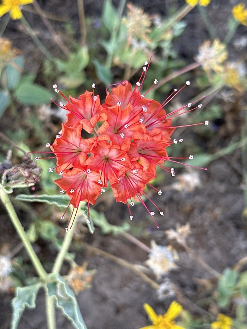 Devil's Bouquet photo 6