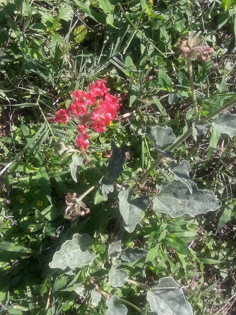 Devil's Bouquet photo 7