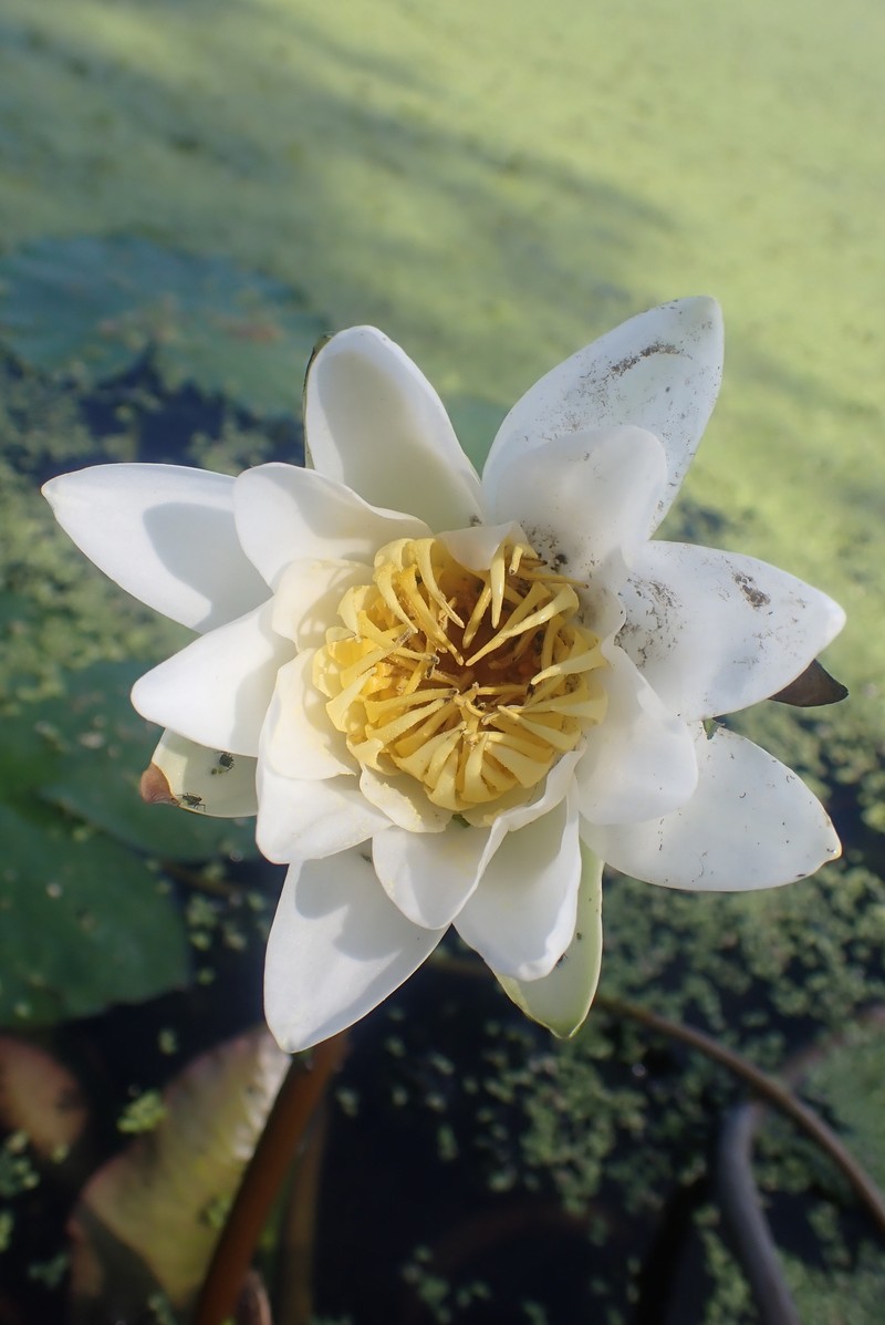 Nymphaea × borealis