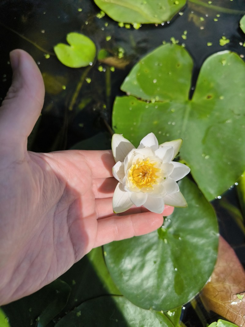 Nymphaea × borealis photo 2