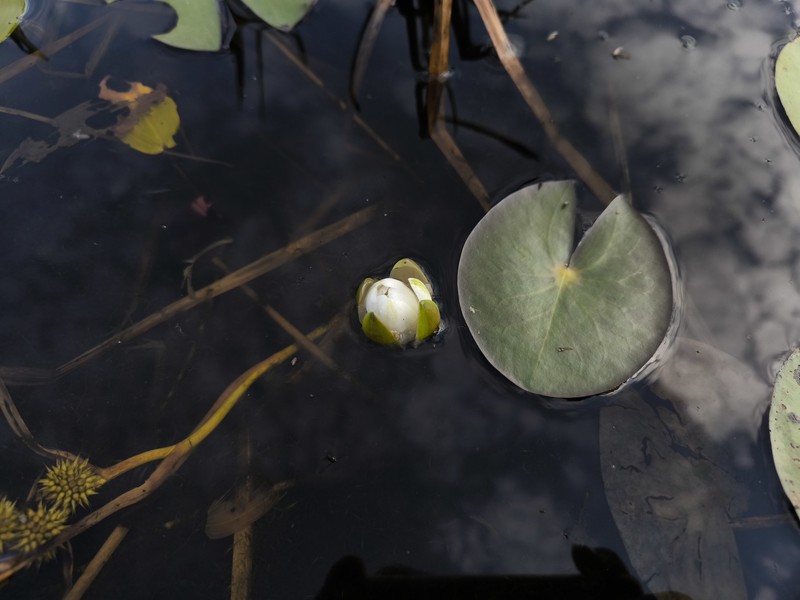 Nymphaea × borealis photo 3