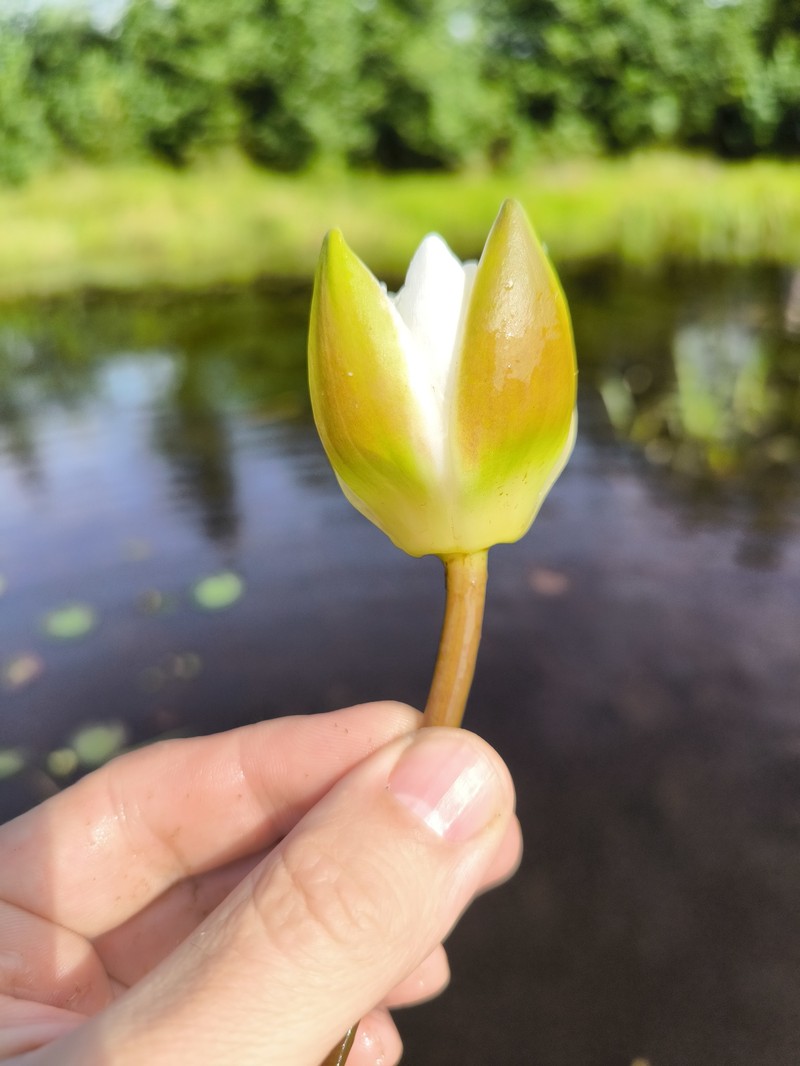 Nymphaea × borealis photo 4