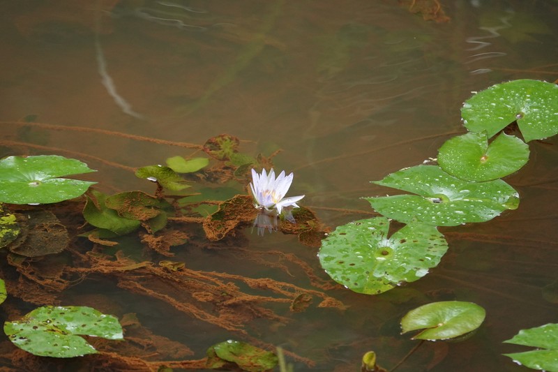 Waterlily