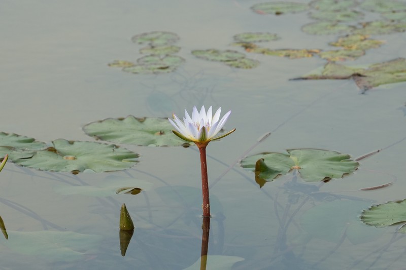 Waterlily photo 2