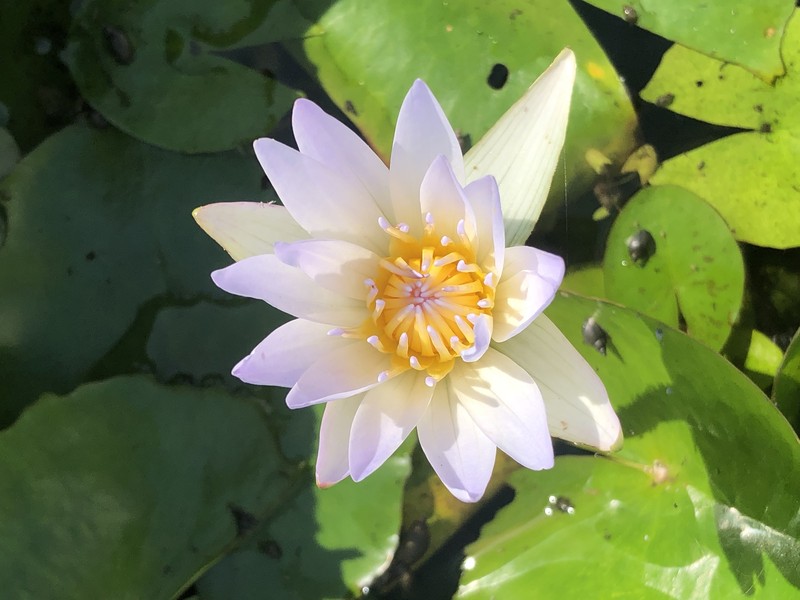 Waterlily photo 3
