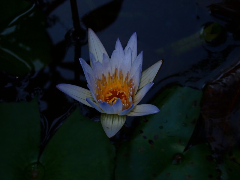 Waterlily photo 4