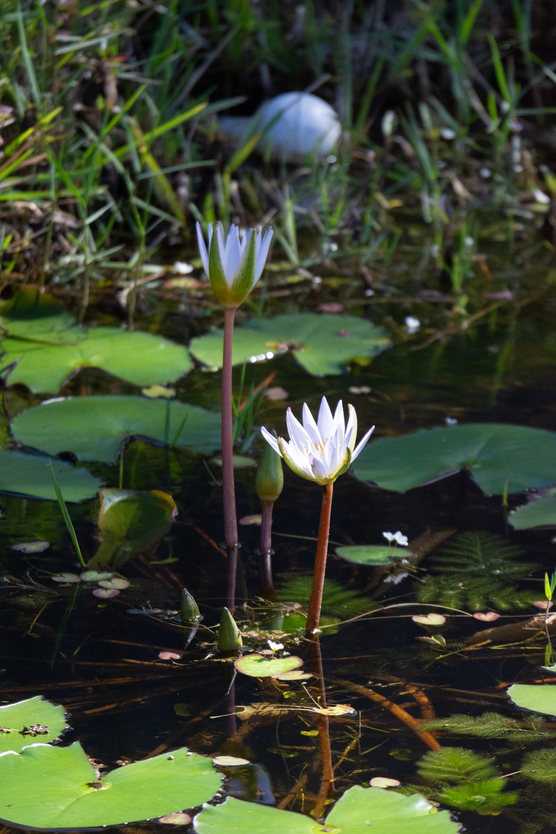 Waterlily photo 5