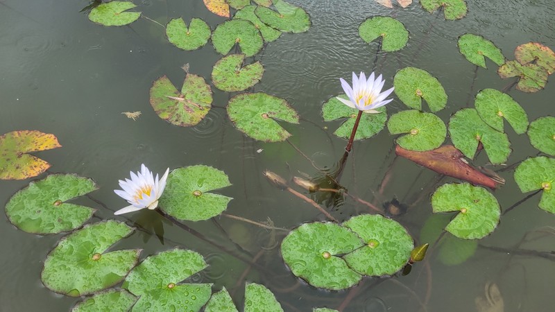 Waterlily photo 6