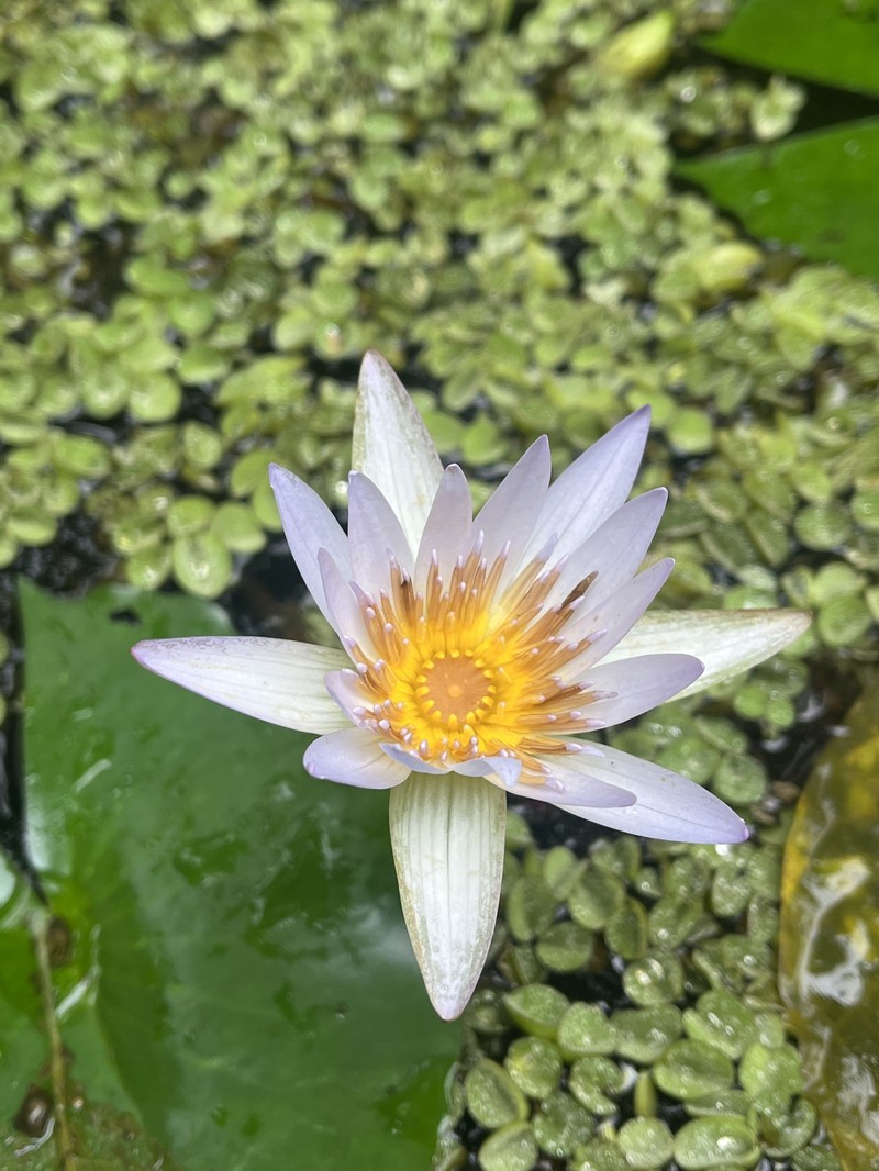 Waterlily photo 7