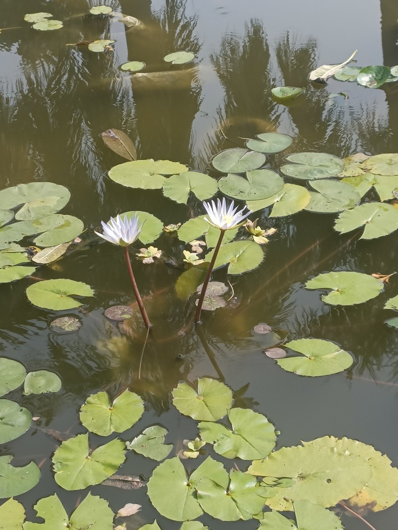Waterlily photo 8