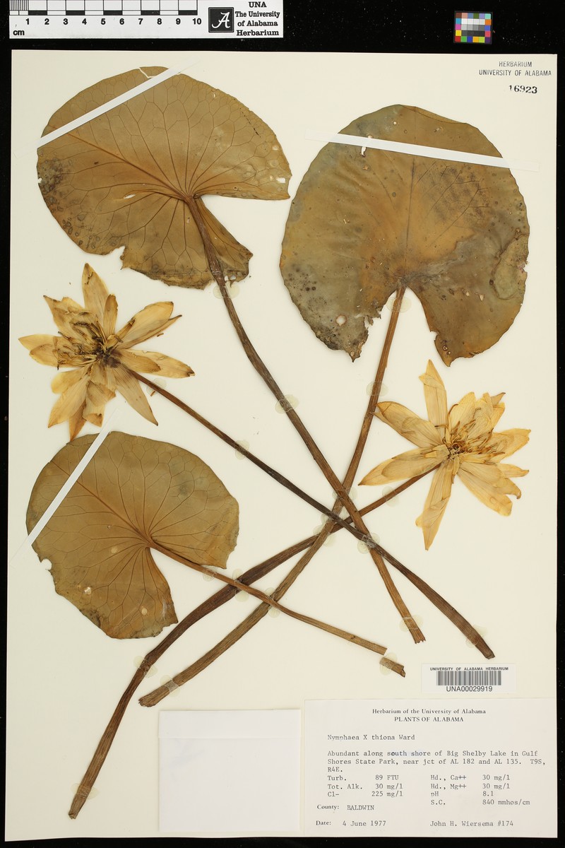 Waterlily