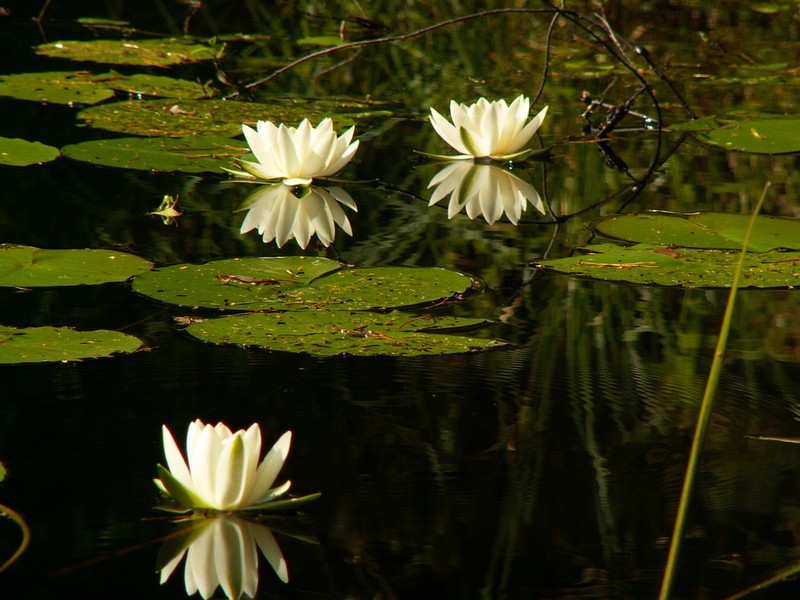 European White Waterlily photo 2