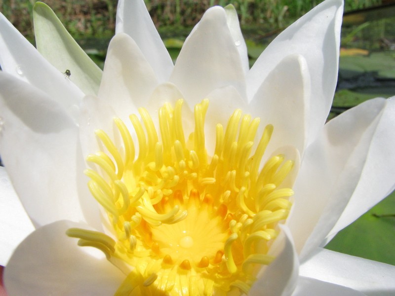 European White Waterlily photo 3