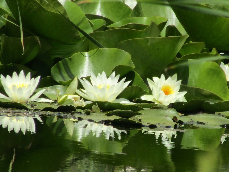 European White Waterlily photo 4