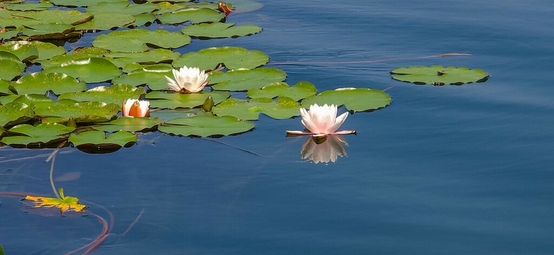 European White Waterlily photo 5