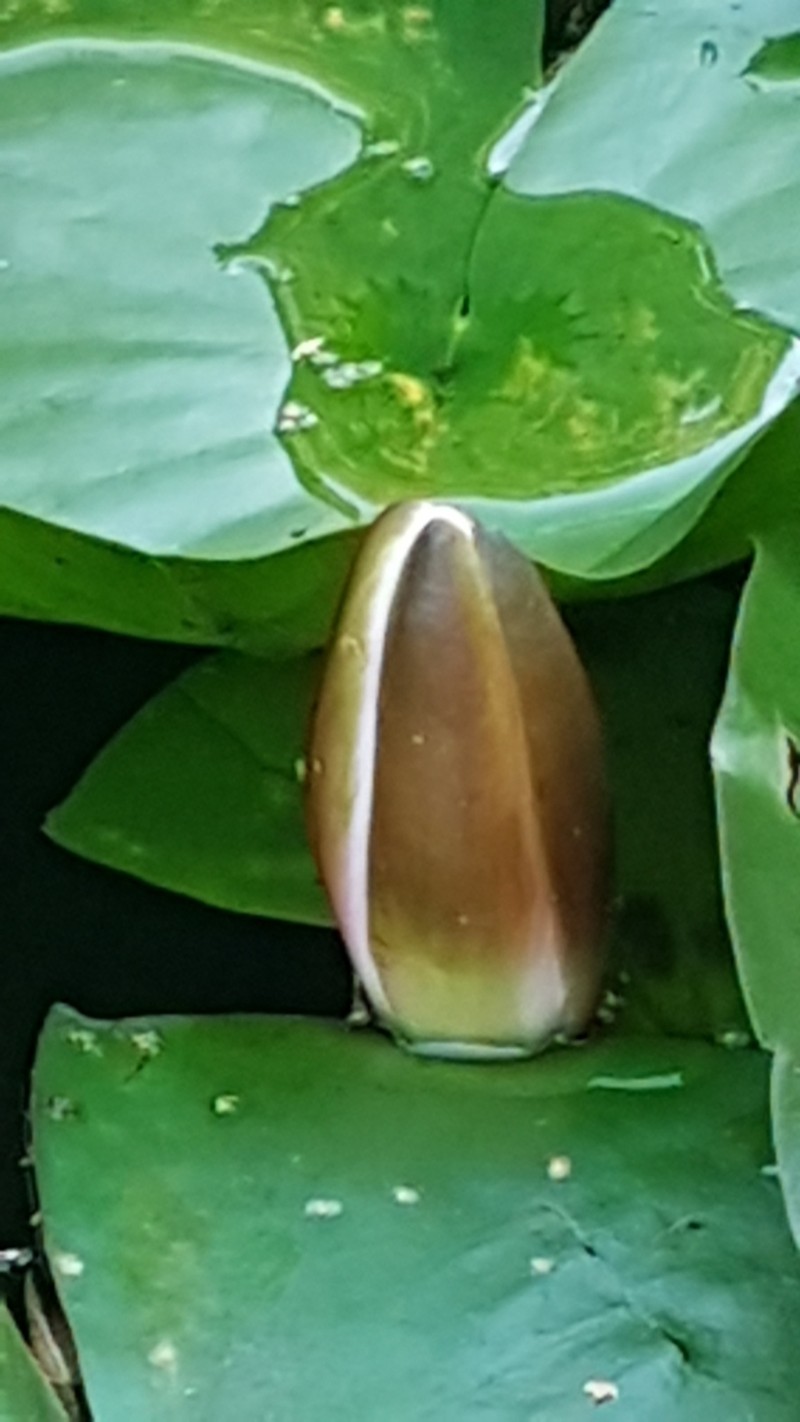 European White Waterlily photo 6
