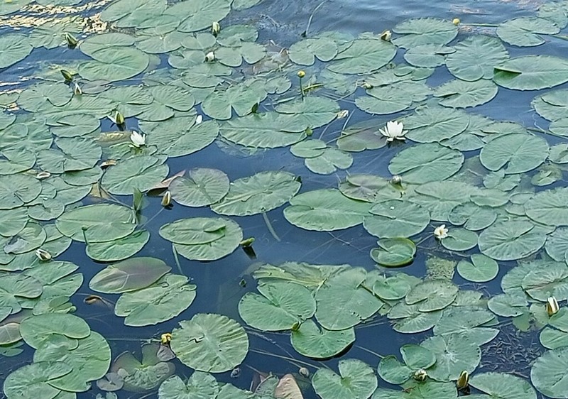 European White Waterlily photo 7