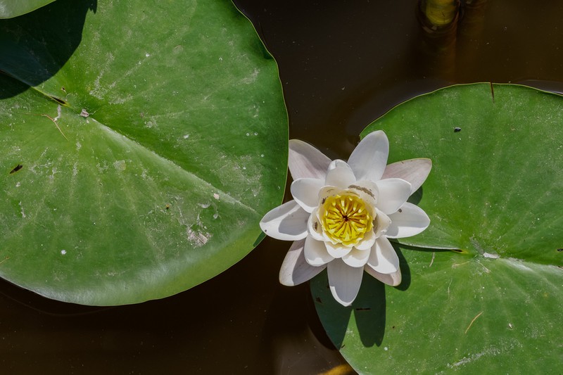 European White Waterlily photo 8