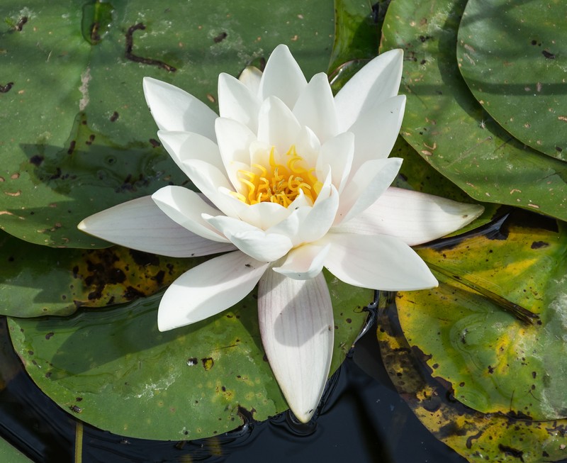 European White Waterlily