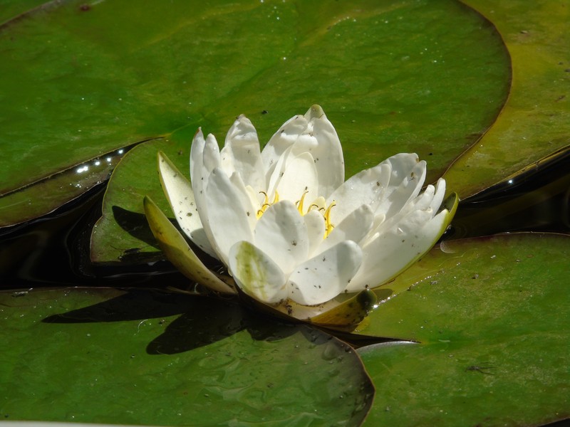 European White Waterlily photo 5