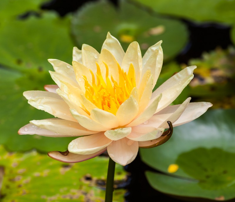 European White Waterlily photo 2