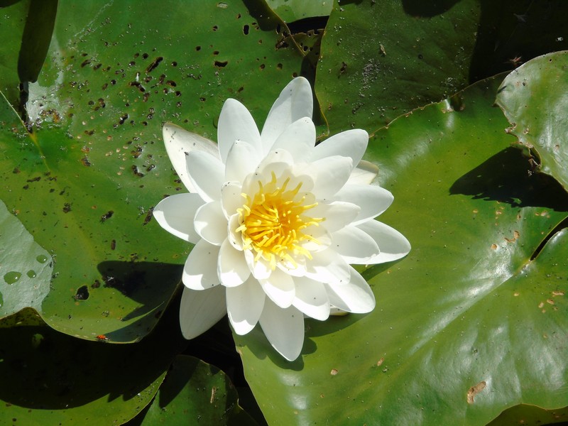 European White Waterlily photo 3