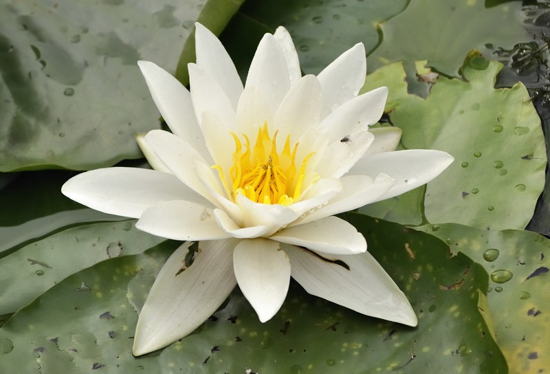 European White Waterlily photo 4