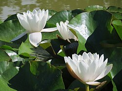 European White Waterlily