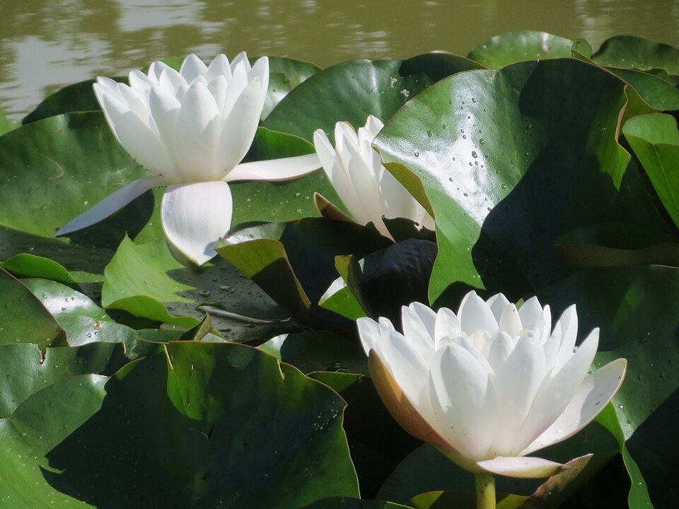 European White Waterlily photo 6