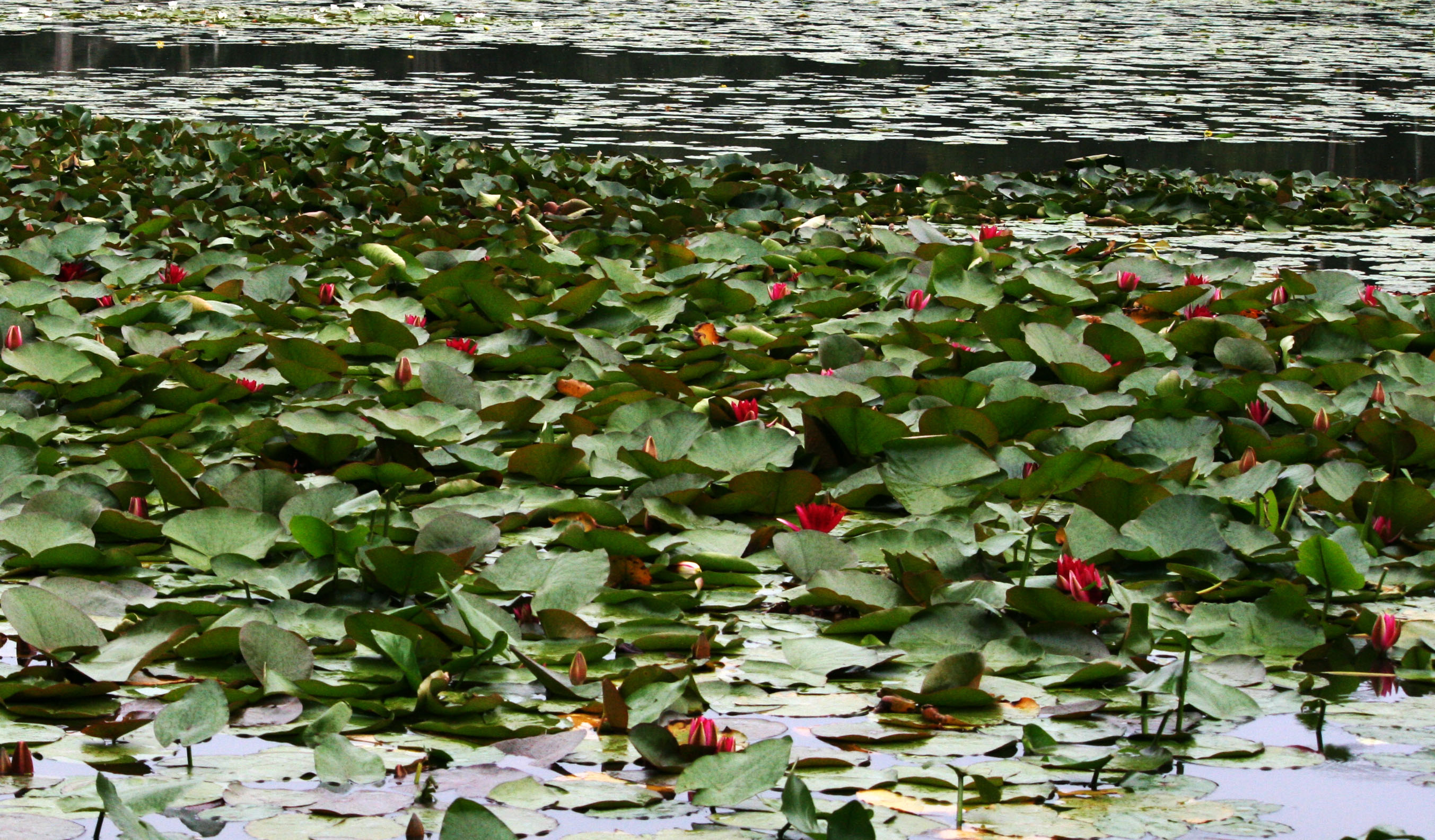European White Waterlily photo 7