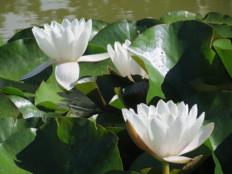 Nymphaea alba subsp. alba