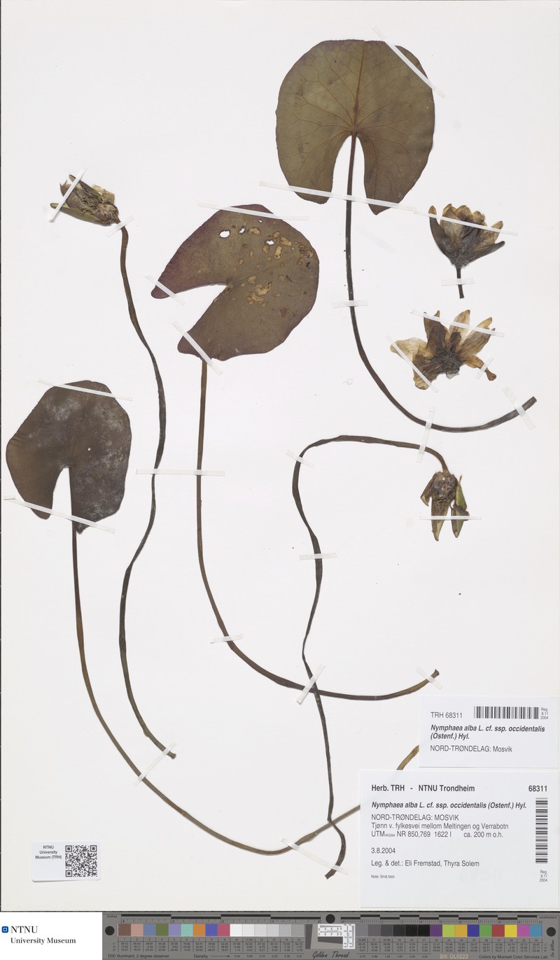 Nymphaea alba subsp. occidentalis photo 2